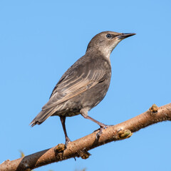 Young Starling Perched in a Tree