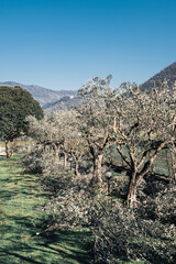 A row of olive trees on farming plantation with cut dry branches on the ground around. Pruning olive tree branches in springtime, mediterranean culture