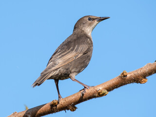 Young Starling Perched in a Tree