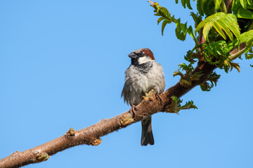 Male House Sparrow Perched in a Tree