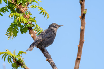 Young Starling Perched in a Tree