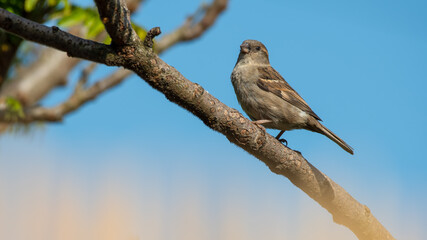Young Female House Sparrow Perched in a Tree