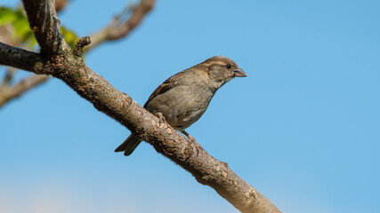 Young Female House Sparrow Perched in a Tree