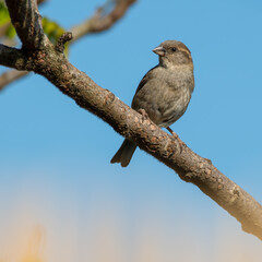 Young Female House Sparrow Perched in a Tree