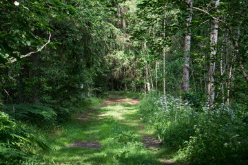 Obraz premium Landscape of a green summer forest with a car road