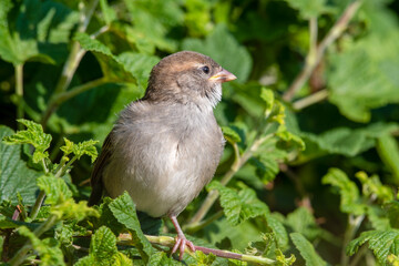 Young Female House Sparrow Resting in a Hedge