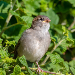 Young Female House Sparrow Resting in a Hedge