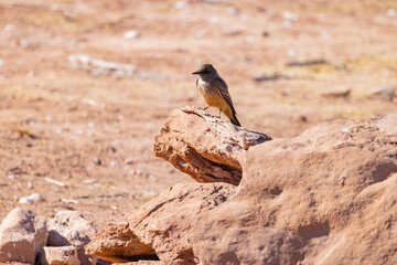 Close up shot of a beautiful Say's phoebe