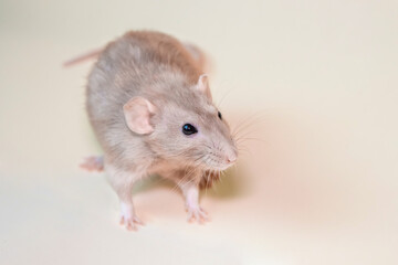 Close-up of a white rat of the Dumbo breed on a light yellow background.