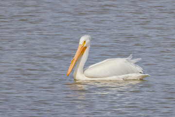Fototapeta premium Close up shot of cute Pelican swimming