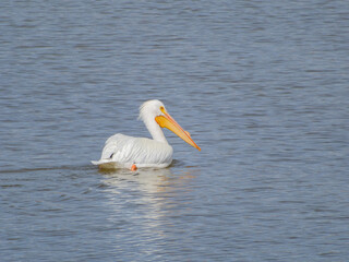 Close up shot of cute Pelican swimming