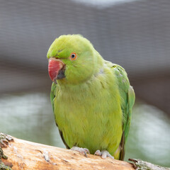 Rose-ringed Parakeet Perched in a Tree