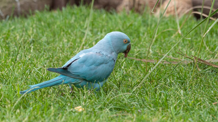Blue Ring-necked Parakeet Feeding on Grass