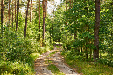 Fototapeta na wymiar leśna letnia ścieżka