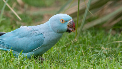 Blue Ring-necked Parakeet Feeding on Grass