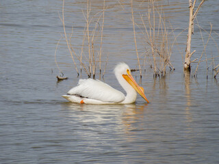 Close up shot of cute Pelican swimming