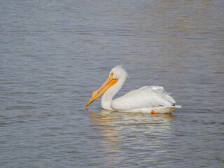 Close up shot of cute Pelican swimming