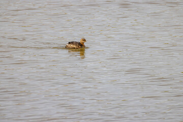 Close up shot of cute Pied-billed grebe swimming