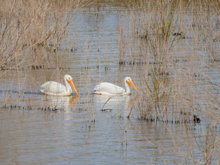 Close up shot of cute Pelican swimming