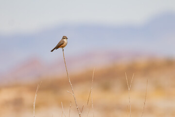 Close up shot of a beautiful Vermilion flycatcher
