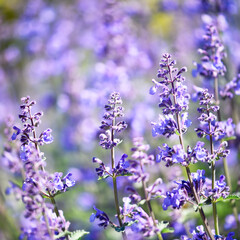 Selective focus on lavender flower. Plant background. Close up. 