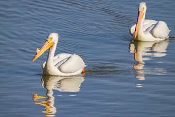 Close up shot of cute Pelican swimming