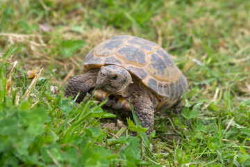 Small Tortoise Walking on Grass