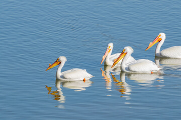 Close up shot of cute Pelican swimming