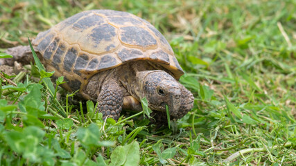 Naklejka na ściany i meble Small Tortoise Walking on Grass