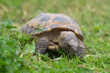 Small Tortoise Walking on Grass