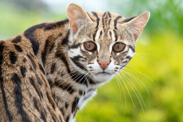 Naklejka na ściany i meble Close Up of a Beautiful Asian Leopard Cat 