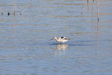 Close up shot of a cute American avocet