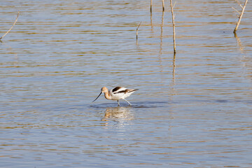 Close up shot of a cute American avocet