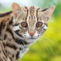 Close Up of a Beautiful Asian Leopard Cat	