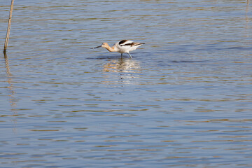 Close up shot of a cute American avocet