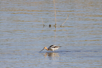 Close up shot of a cute American avocet