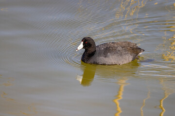 Close up shot of Eurasian coot swimming in the lake
