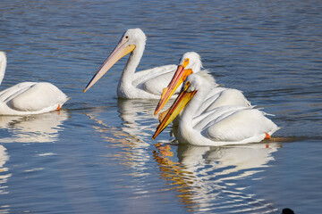 Close up shot of cute Pelican swimming