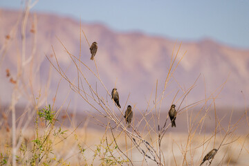 Close up shot of many cute sparrow