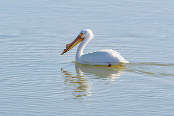 Close up shot of cute Pelican swimming