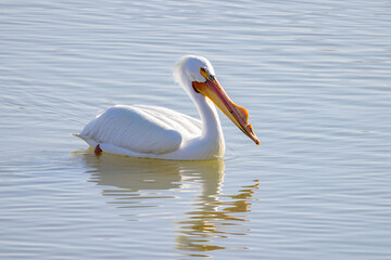 Close up shot of cute Pelican swimming