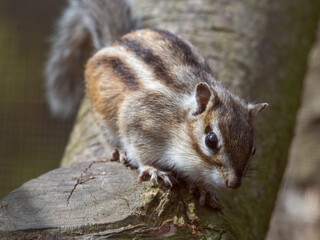 Brown and White Chipmunk Standing in a Tree