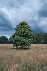 Obraz premium Single tree on field against gloomy dark clouds during summer in Fulltofta Sweden