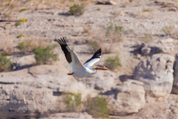 Close up shot of cute Pelican flying