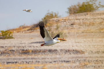 Close up shot of cute Pelican flying