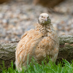 Japanese Quail Resting on Grass