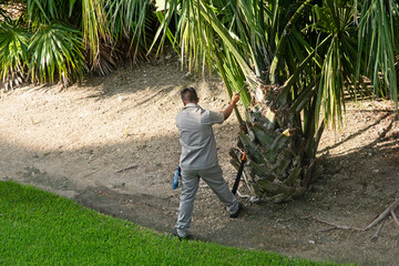 A gardener working in the garden pruning the leaves of a palm tree in Mexico