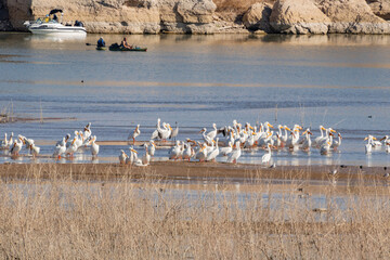 Close up shot of cute Pelican swimming