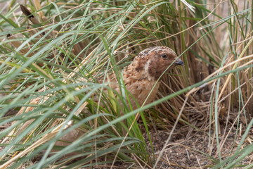Japanese Quail Hiding in Tall Grass