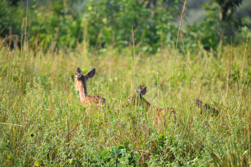 Red tailed deer, out in the woods!